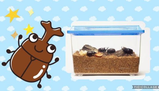 【カブトムシ】卵産んだら？孵化するまでにやっておくこと！